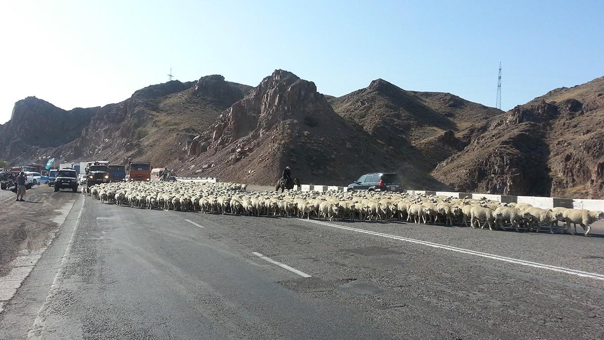Новая попытка изменить штрафы за нарушение ПДД в Казахстане