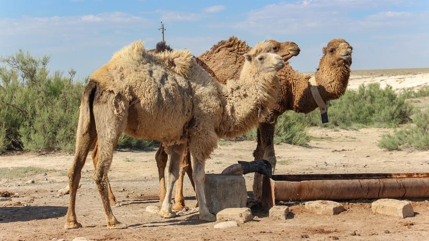 Пять дней с Discovery 5 на Устюрте