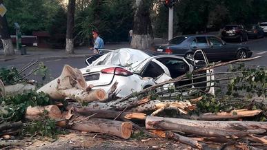 Тополь раздавил Kia Cerato в Алматы