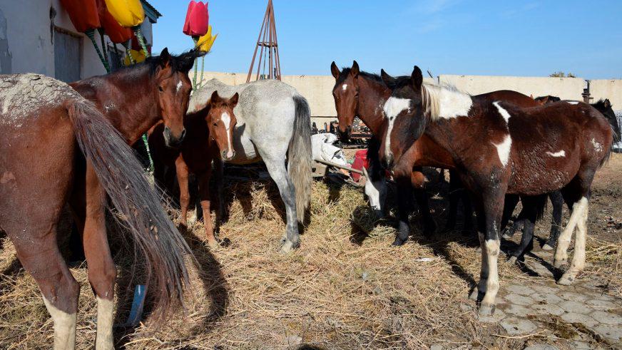 В Атырау на штрафстоянку отправили… табун лошадей
