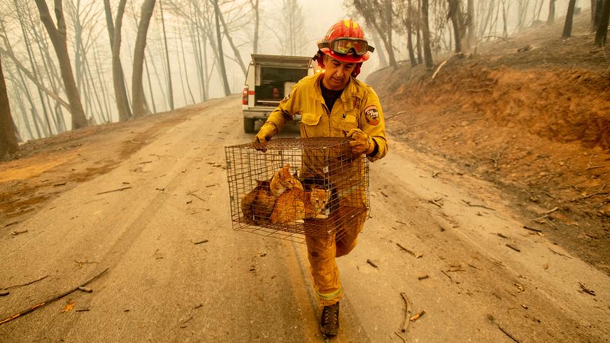 Калифорнийские лесные пожары добрались до оживлённых трасс