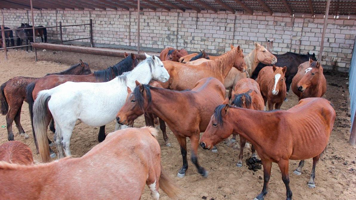 Лошадей отправили на штрафстоянку в Мангистауской области