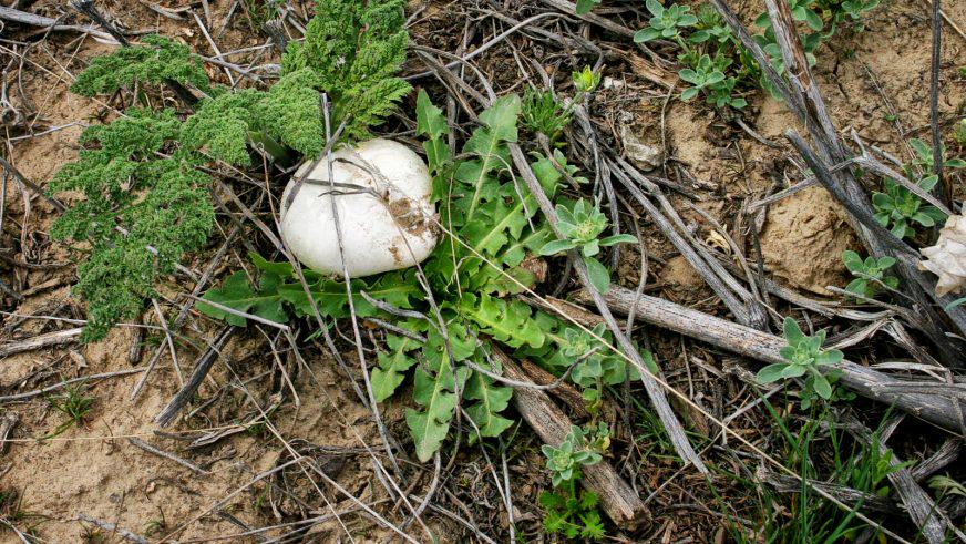 Малайсары — место, где растут грибы