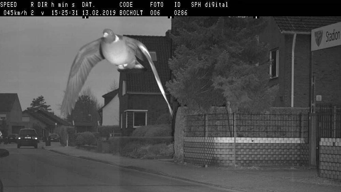 В Германии за превышение скорости оштрафовали голубя