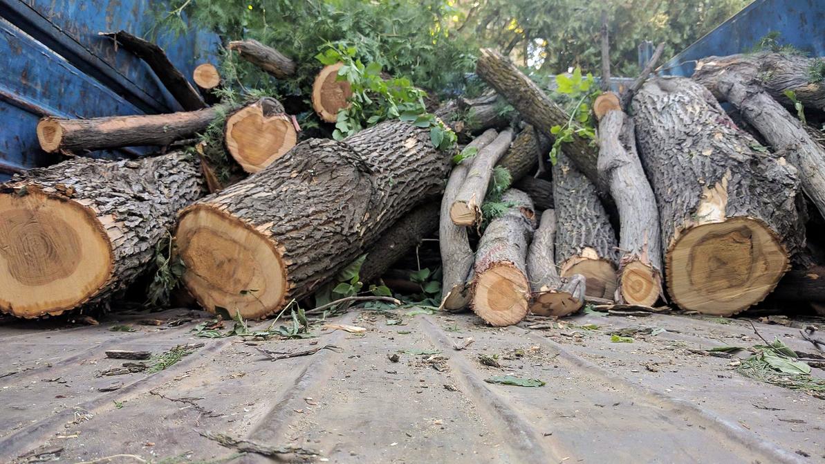 20 тысяч деревьев вырубят близ Алматы из-за строительства БАКАД