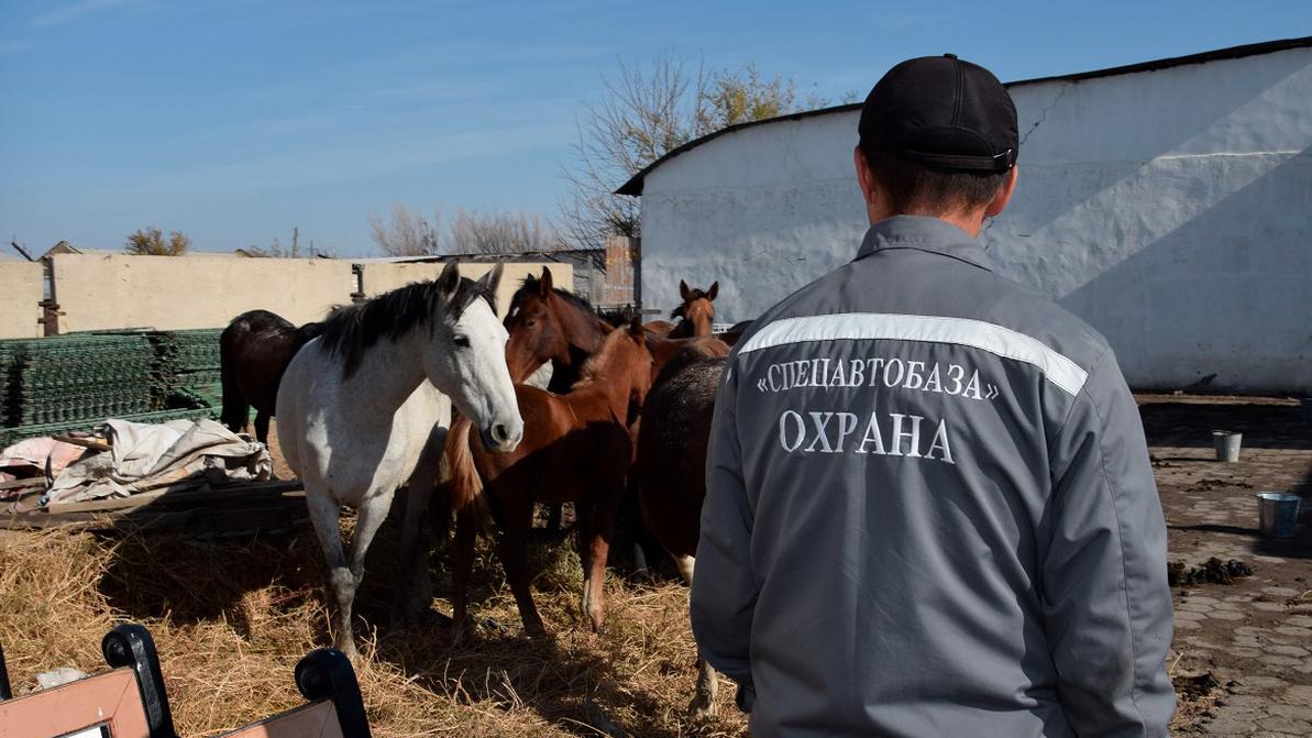 780 голов скота в Павлодаре отправили... на штрафстоянки