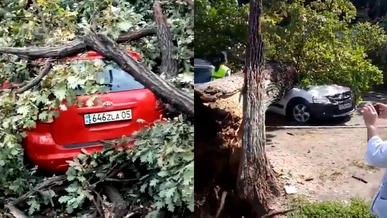Четыре автомобиля повредило дерево, упавшее в Алматы