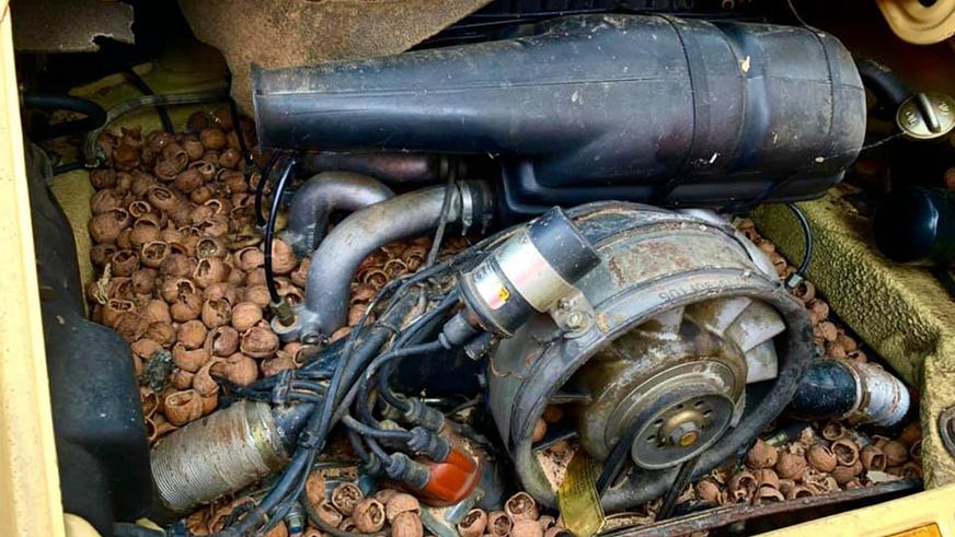 Для хранения орехов белки использовали Porsche 911