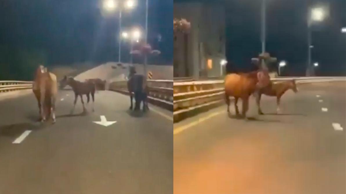 Табун лошадей гулял в Алматы, по развязке над ВОАД