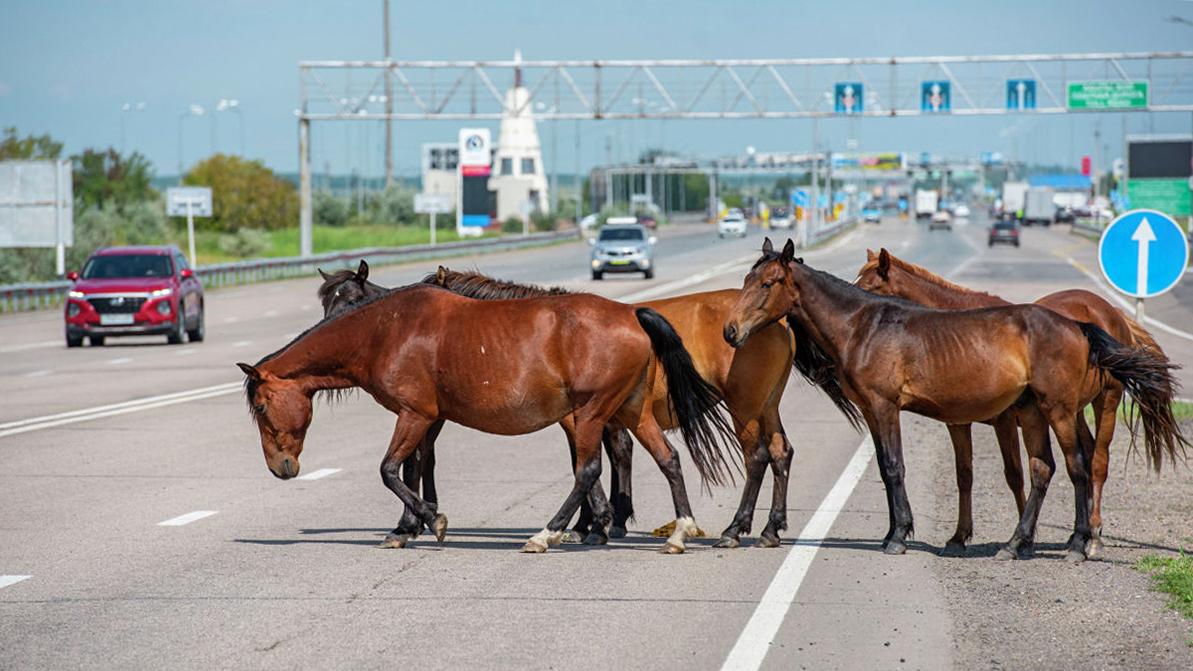 Mercedes-Benz сбил табун лошадей в Жамбылской области