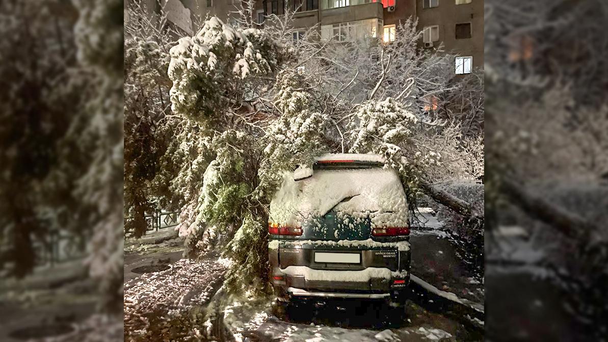 Более десятка деревьев упало из-за снега в Алматы