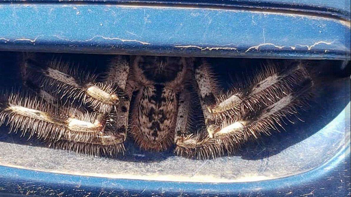 sparassidae-1