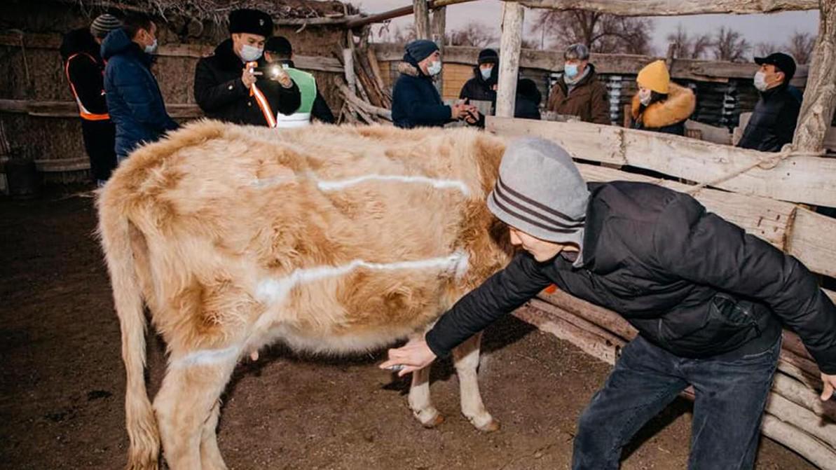 «Блистающих» коров, лошадей, баранов и верблюдов теперь можно будет встретить на трассах