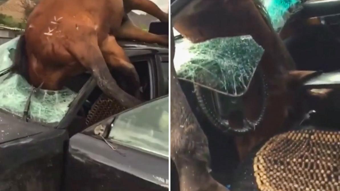 Сбитая лошадь застряла в салоне Audi 100