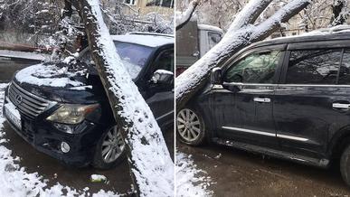 Упавшие деревья повредили 44 авто в Алматы