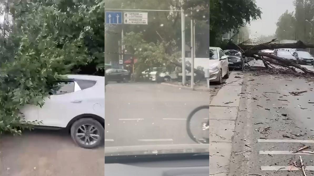 Буря обрушилась на Алматы. Движение на некоторых улицах осложнено из-за упавших веток
