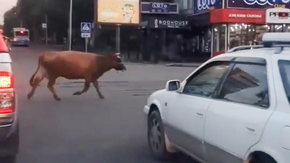 Гуляющая в центре Алматы корова попала на видео