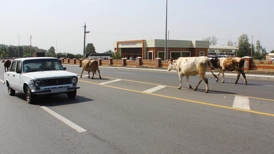 Коров на казахстанских трассах будут отпугивать ультразвуком