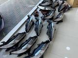 Фара передний Toyota Camry NEW ORIGINAL за 10 000 тг. в Алматы – фото 3