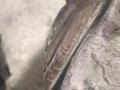 Редуктор на мерседес за 150 000 тг. в Караганда – фото 3