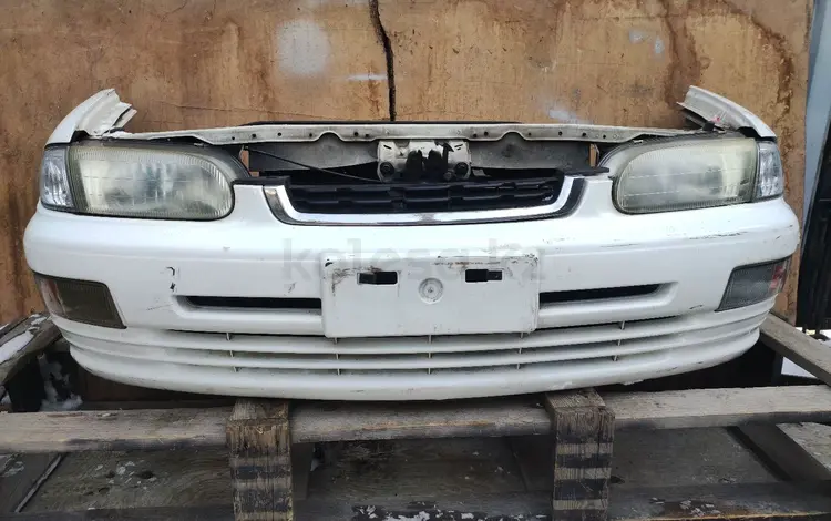 Пресеа ноускат за 400 000 тг. в Алматы