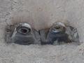 Чашки под пружины на w210 мерседесүшін10 000 тг. в Шымкент – фото 10