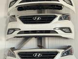 Мини морда, носкат Соната NOSECUT SONATA за 400 000 тг. в Алматы
