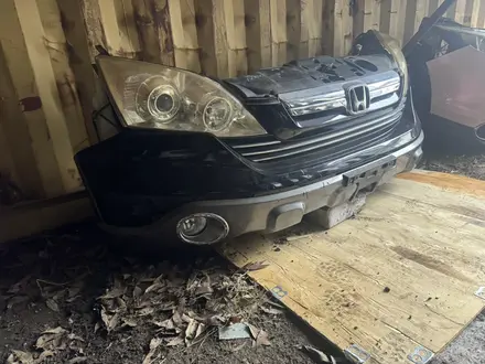 Ноускат за 15 000 тг. в Астана – фото 27