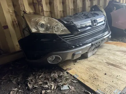 Ноускат за 15 000 тг. в Астана – фото 28