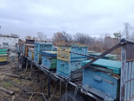 Хозяин 2000 года за 600 000 тг. в Осакаровка – фото 5