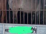 ГАЗ  ГАЗель (3221) 2000 года за 3 000 000 тг. в Актобе – фото 4