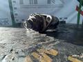 Стартер Audi A3 Skoda Rapid Volkswagen Golf 02T911023S BMD BME BTS BUDүшін25 000 тг. в Астана