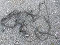 Проводка (коса) Мерседес бенс w202.үшін55 000 тг. в Актобе – фото 2