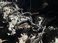 Привозная АКПП Toyota Lexus 2AZ 1MZ 2GR из Японии + установка. Гарантия. за 280 555 тг. в Алматы – фото 13