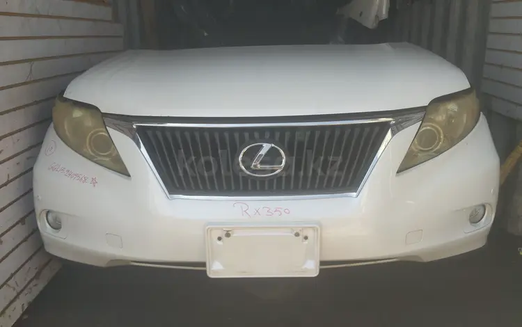 Морда носкат за 1 200 тг. в Алматы