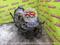 Nissan Almera — Teana — Pathfinder — Terrano — Murano — Sunny Двигатель за 256 700 тг. в Алматы