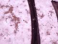Ветровая панель, жабо на Ниссан максима а32 за 10 000 тг. в Кокшетау – фото 2