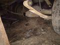 Рессоры волга газ за 1 110 тг. в Караганда