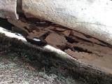 Nissan Primera 1998 годаүшін450 000 тг. в Жанаарка – фото 4