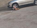 Lexus RX 330 2006 года за 3 000 000 тг. в Шымкент