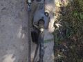 Автомобильные дворник маторчик. за 35 000 тг. в Алматы – фото 78