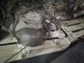 МКПП МЕХАНИКА Peugeot 1.4 L ET3J4 KFU 2004-2010үшін90 000 тг. в Астана – фото 2